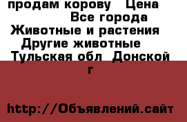 продам корову › Цена ­ 70 000 - Все города Животные и растения » Другие животные   . Тульская обл.,Донской г.